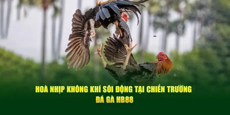 Giới thiệu sảnh game đá gà HB88 đẳng cấp số 1 thị trường