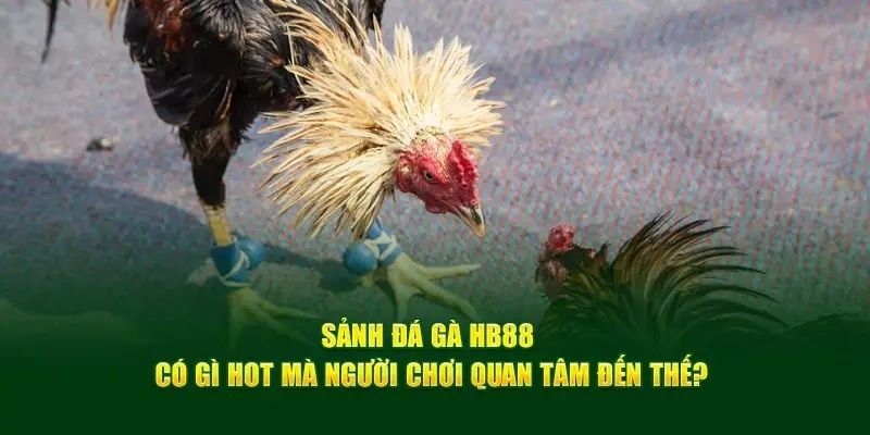 Ưu điểm giúp chuyên mục đá gà HB88 có sức hút mạnh mẽ